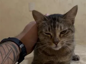 Gato raça SRD-ViraLata idade 1 ano nome Bia