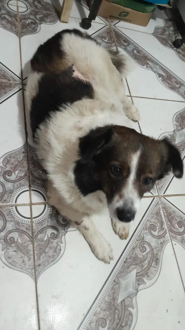 Cachorro raça SRD-ViraLata idade 6 ou mais anos nome Bob