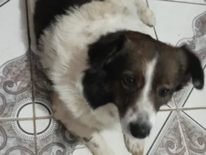 Cachorro raça SRD-ViraLata idade 6 ou mais anos nome Bob