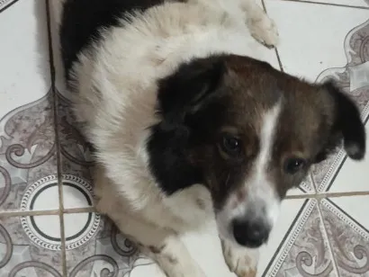 Cachorro raça SRD-ViraLata idade 6 ou mais anos nome Bob