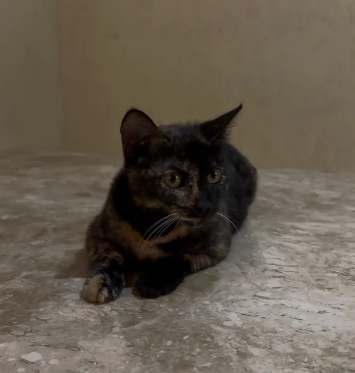 Gato raça SRD-ViraLata idade 7 a 11 meses nome Lilica