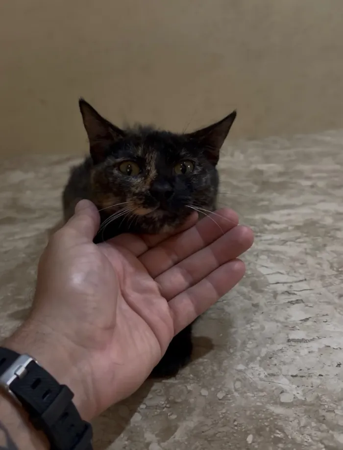 Gato raça SRD-ViraLata idade 7 a 11 meses nome Lilica