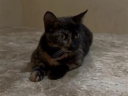 Gato raça SRD-ViraLata idade 7 a 11 meses nome Lilica
