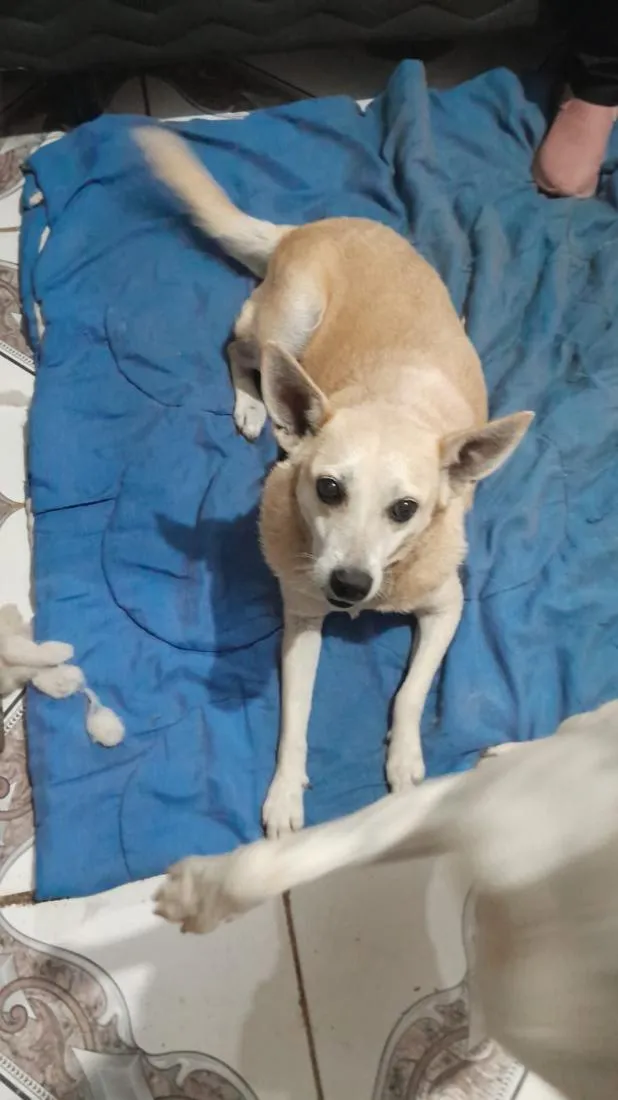 Cachorro raça SRD-ViraLata idade 6 ou mais anos nome Branca