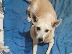 Cachorro raça SRD-ViraLata idade 6 ou mais anos nome Branca