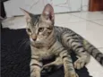 Japoca