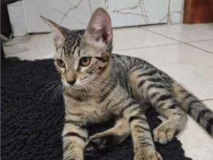 Gato raça SRD-ViraLata idade 2 a 6 meses nome Japoca