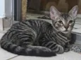 Cabecinha