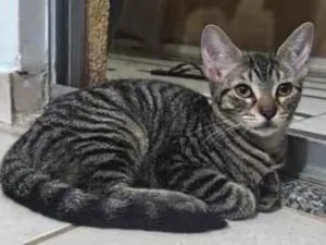 Gato raça SRD-ViraLata idade 2 a 6 meses nome Cabecinha
