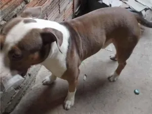 Cachorro raça Pit-Bull idade 3 anos nome Rulk 