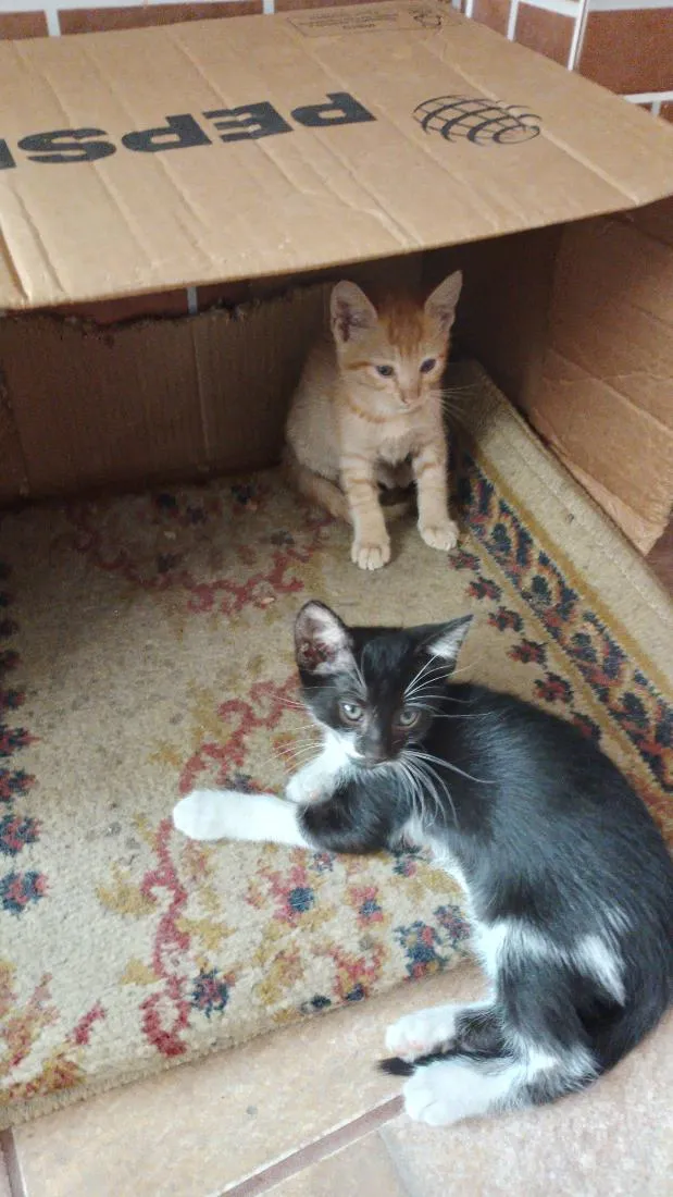 Gato raça SRD-ViraLata idade 2 a 6 meses nome sem nome 
