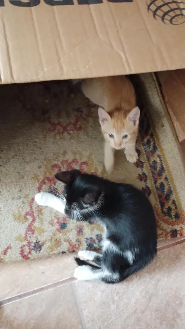 Gato raça SRD-ViraLata idade 2 a 6 meses nome sem nome 