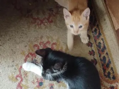 Gato raça SRD-ViraLata idade 2 a 6 meses nome sem nome 