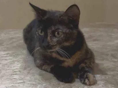 Gato raça SRD-ViraLata idade 7 a 11 meses nome Lilica