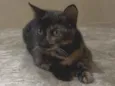 Lilica