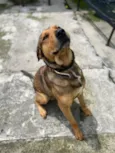 Polenta