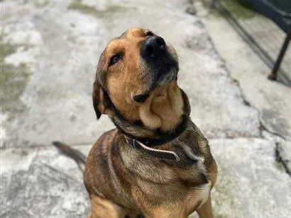 Cachorro raça SRD-ViraLata idade 5 anos nome Polenta