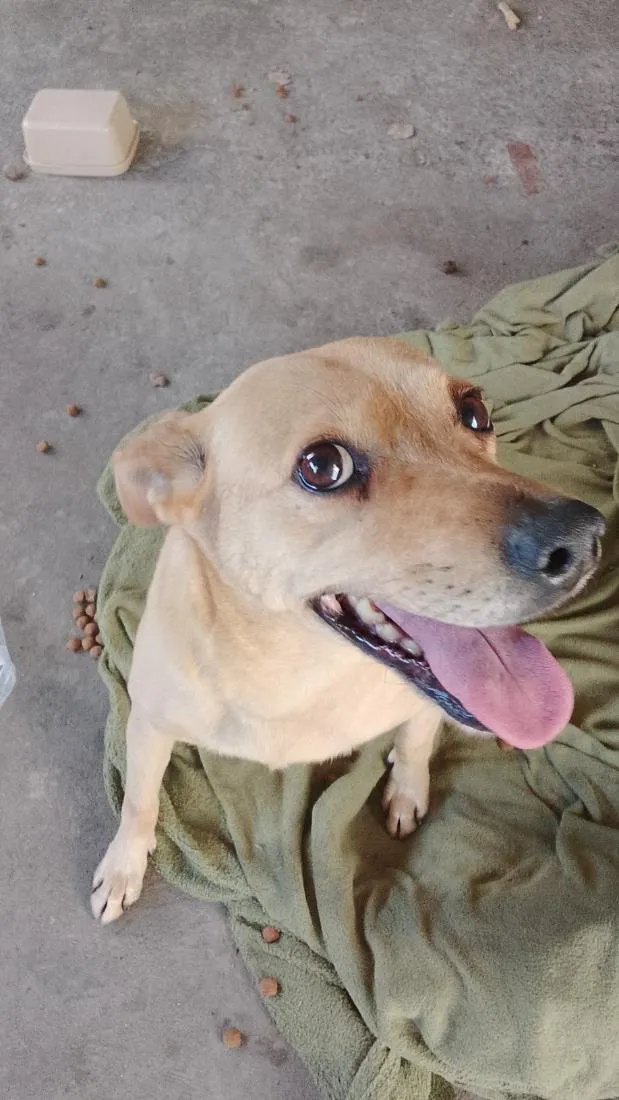 Cachorro raça SRD-ViraLata idade 3 anos nome Duquesa