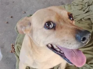 Cachorro raça SRD-ViraLata idade 3 anos nome Duquesa