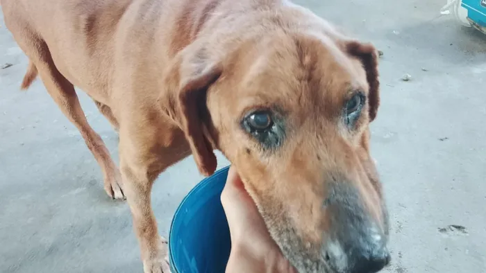 Cachorro raça SRD-ViraLata idade 6 ou mais anos nome Ralf