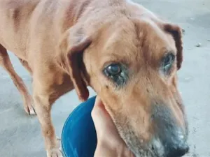 Cachorro raça SRD-ViraLata idade 6 ou mais anos nome Ralf