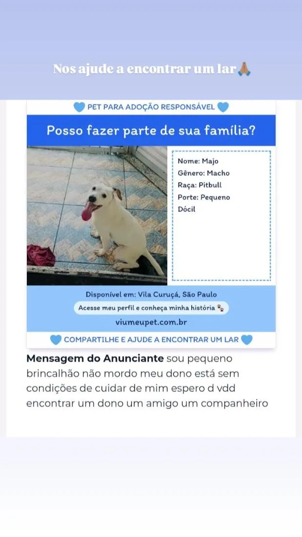 Cachorro raça SRD-ViraLata idade 2 a 6 meses nome Majo