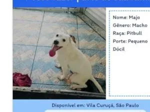 Cachorro raça SRD-ViraLata idade 2 a 6 meses nome Majo