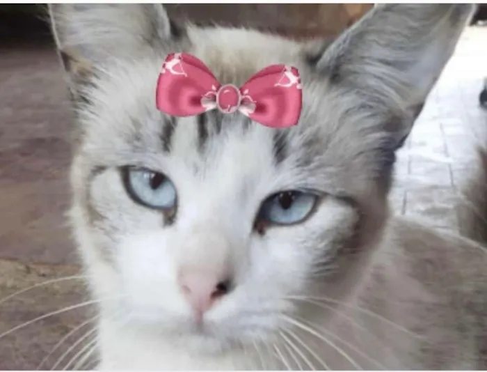 Gato raça SRD-ViraLata idade 1 ano nome Angel