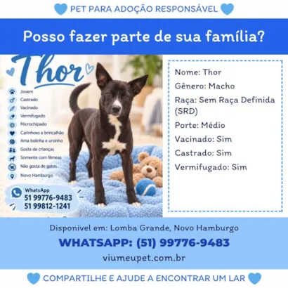 Cachorro raça SRD-ViraLata idade 5 anos nome Thor 