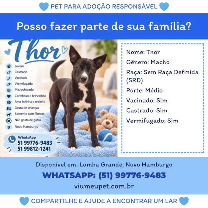 Cachorro raça SRD-ViraLata idade 5 anos nome Thor 