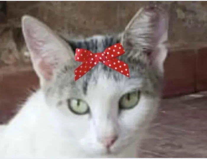 Gato raça SRD-ViraLata idade 1 ano nome Safira