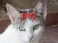 Safira