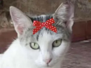 Gato raça SRD-ViraLata idade 1 ano nome Safira