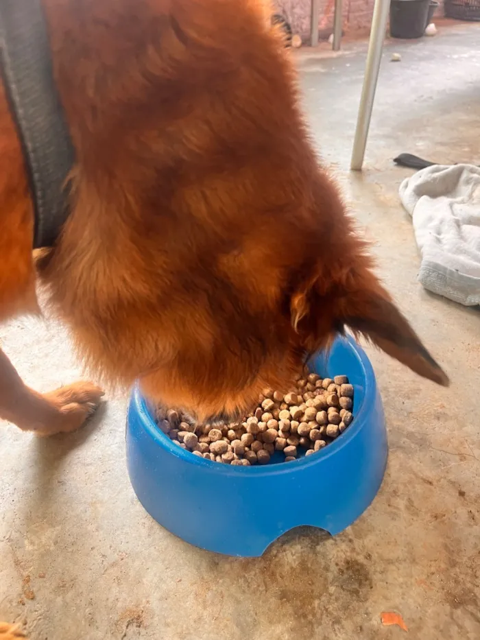 Cachorro raça SRD-ViraLata idade 6 ou mais anos nome Ralphy
