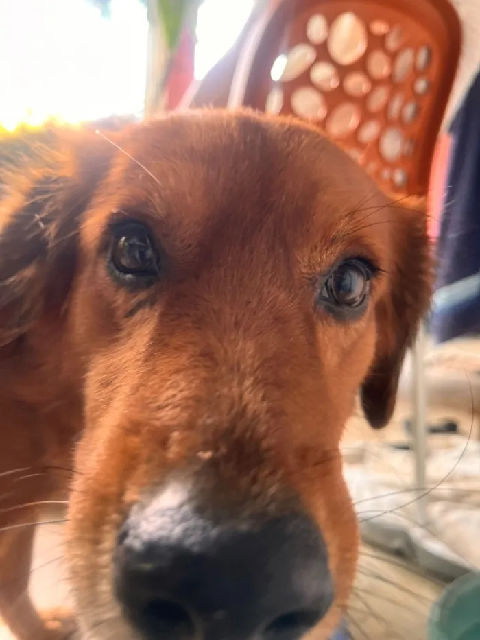 Cachorro raça SRD-ViraLata idade 6 ou mais anos nome Ralphy