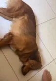 Ralphy