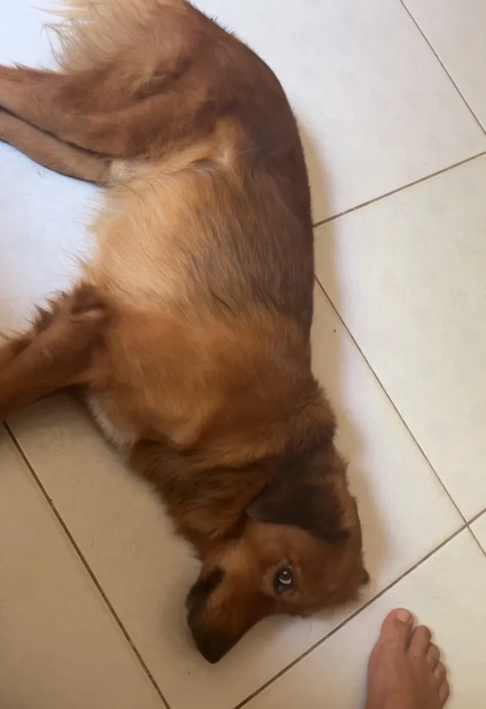 Cachorro raça SRD-ViraLata idade 6 ou mais anos nome Ralphy