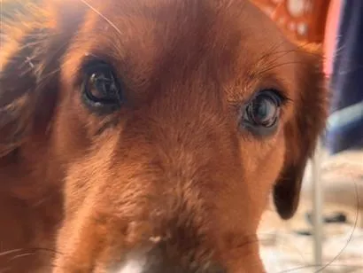 Cachorro raça SRD-ViraLata idade 6 ou mais anos nome Ralphy