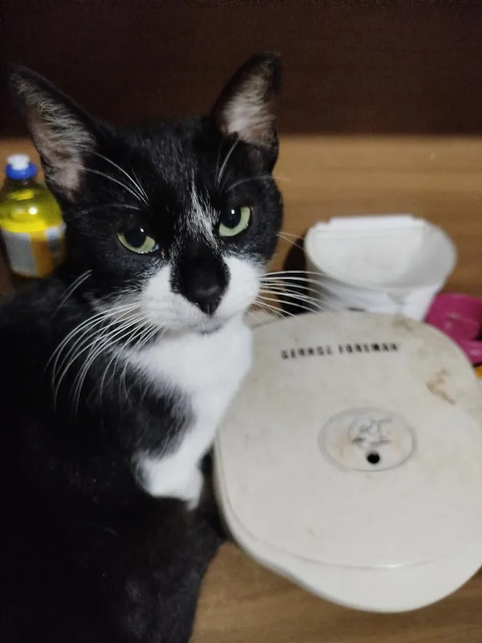 Gato raça SRD-ViraLata idade 1 ano nome Tom Bob