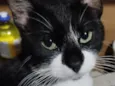 Tom Bob