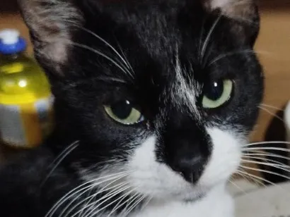 Gato raça SRD-ViraLata idade 1 ano nome Tom Bob