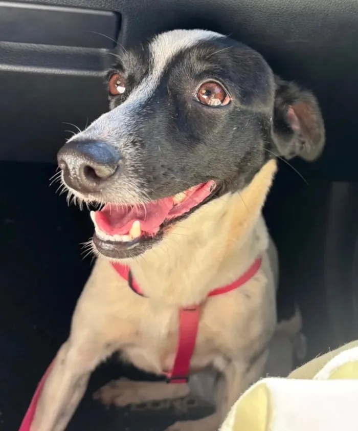 Cachorro raça SRD-ViraLata idade 5 anos nome Kiara