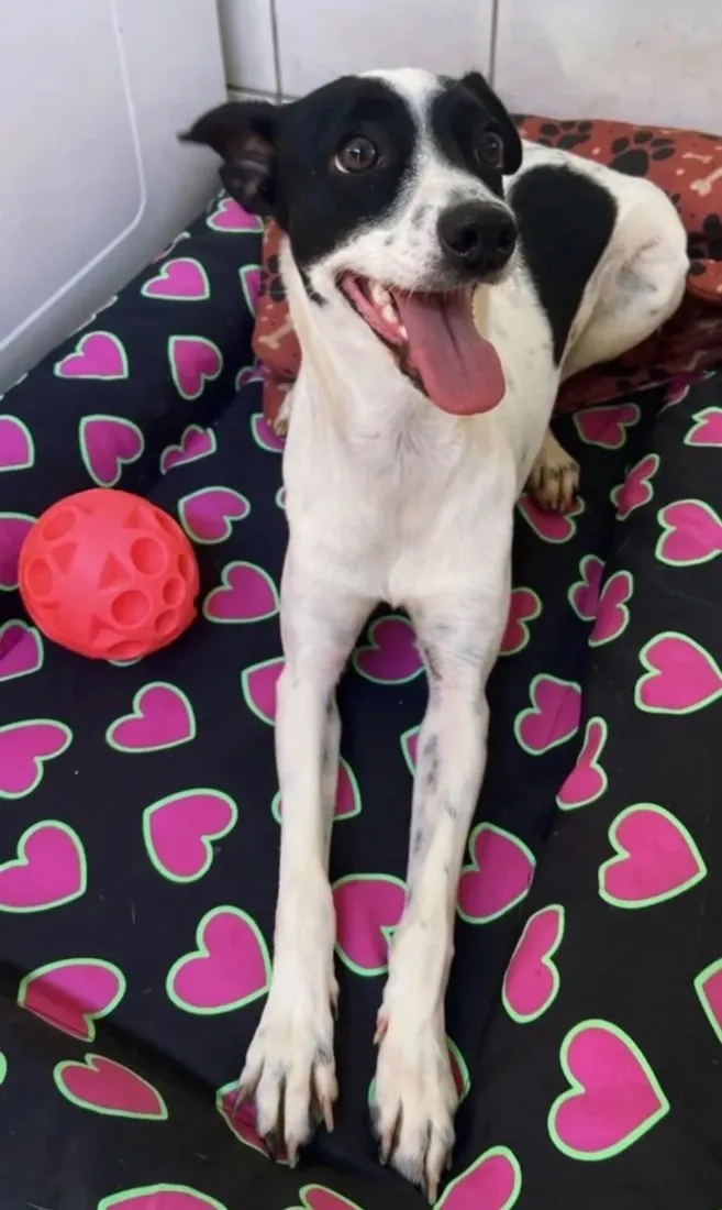 Cachorro raça SRD-ViraLata idade 5 anos nome Kiara
