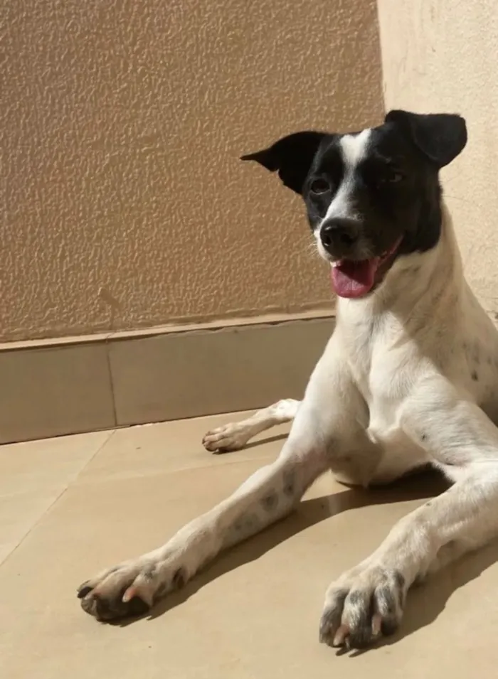 Cachorro raça SRD-ViraLata idade 5 anos nome Kiara