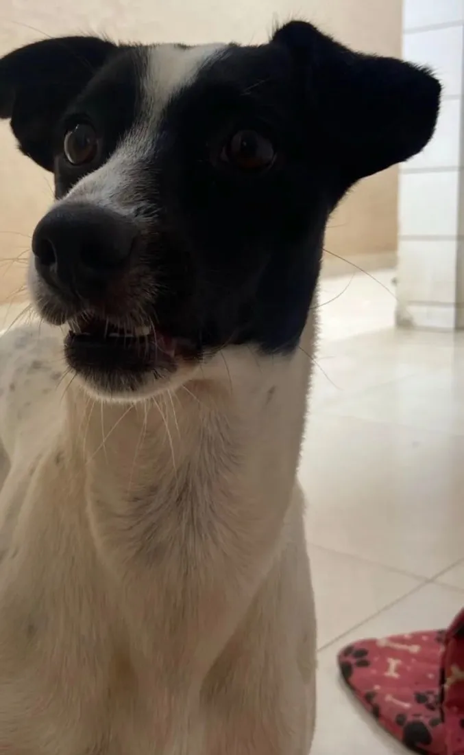 Cachorro raça SRD-ViraLata idade 5 anos nome Kiara