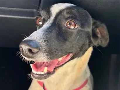Cachorro raça SRD-ViraLata idade 5 anos nome Kiara