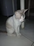 gatos