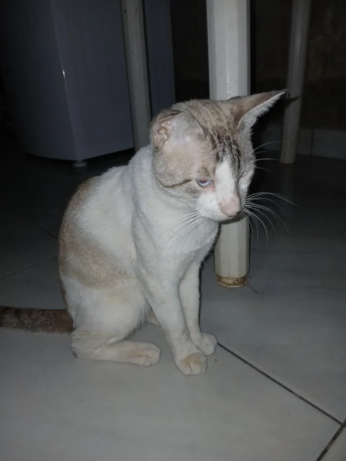 Gato raça SRD-ViraLata idade 1 ano nome gatos