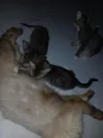 gatos
