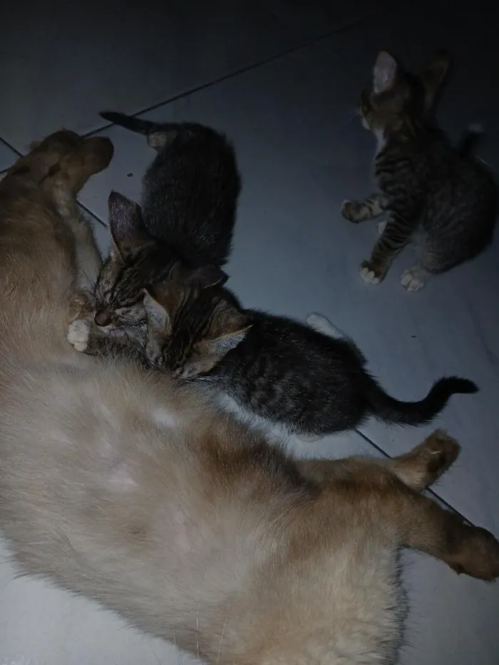 Gato raça SRD-ViraLata idade 1 ano nome gatos